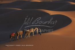 Image du Maroc Professionnelle de  Guides et chameaux attendent au pied de la grande dune leurs clients déposé dans ces lieus pour contempler la beauté du lever du soleil sur les dunes de sable du Sahara à Merzouga dans la région de Drâa-Tafilalet au Sud Est du Maroc, le long de ce que l'on appelle la route des mille kasbahs, Dimanche 5 mars 2017. De nombreux touristes visitent les dunes de Merzouga à l’aube pour contempler la beauté du lever du soleil sur les dunes de sable du Sahara. (Photo / Abdeljalil Bounhar 